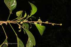 Paracroton integrifolius